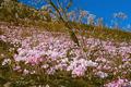 Amaryllis Belladonna